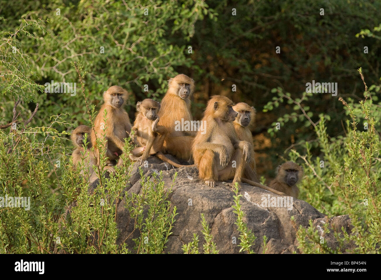 Baboon family group Stock Photo Alamy