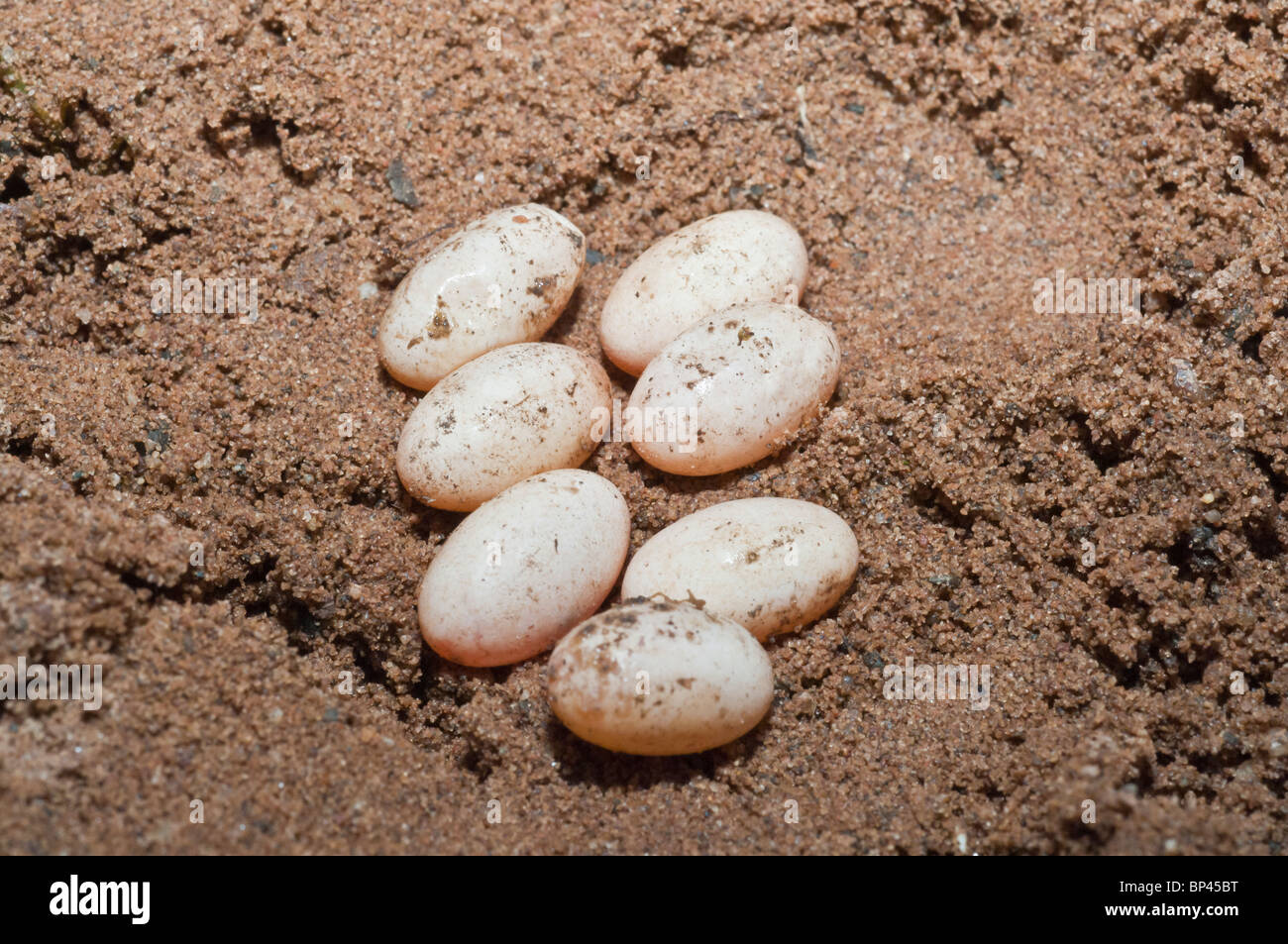 images Sandfish Skink Eggs https www alamy com stock photo prairie skink eggs eumeces septentrionalis native to central north 30824860 html