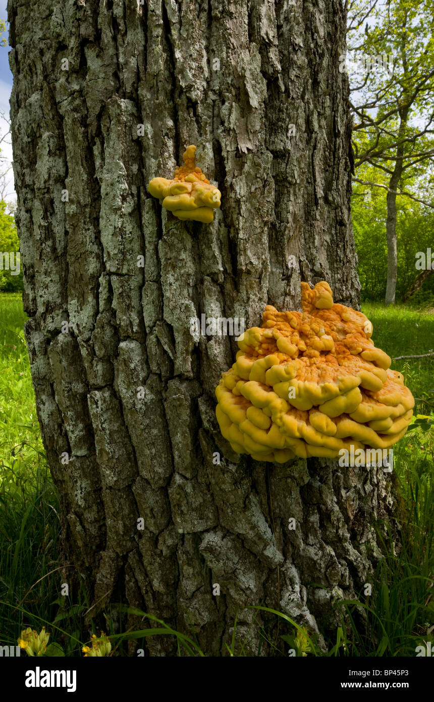 Chicken-of-the-woods or Sulphur Polypore, on Oak tree. Stock Photo