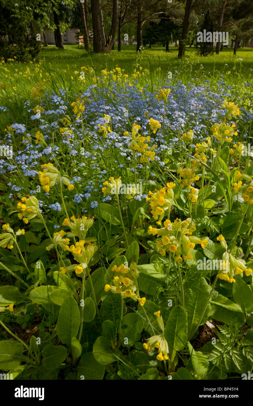 Masses of cowslips with Wood forget-me-not in flowery woodland clearing, Saarema, Estonia Stock Photo