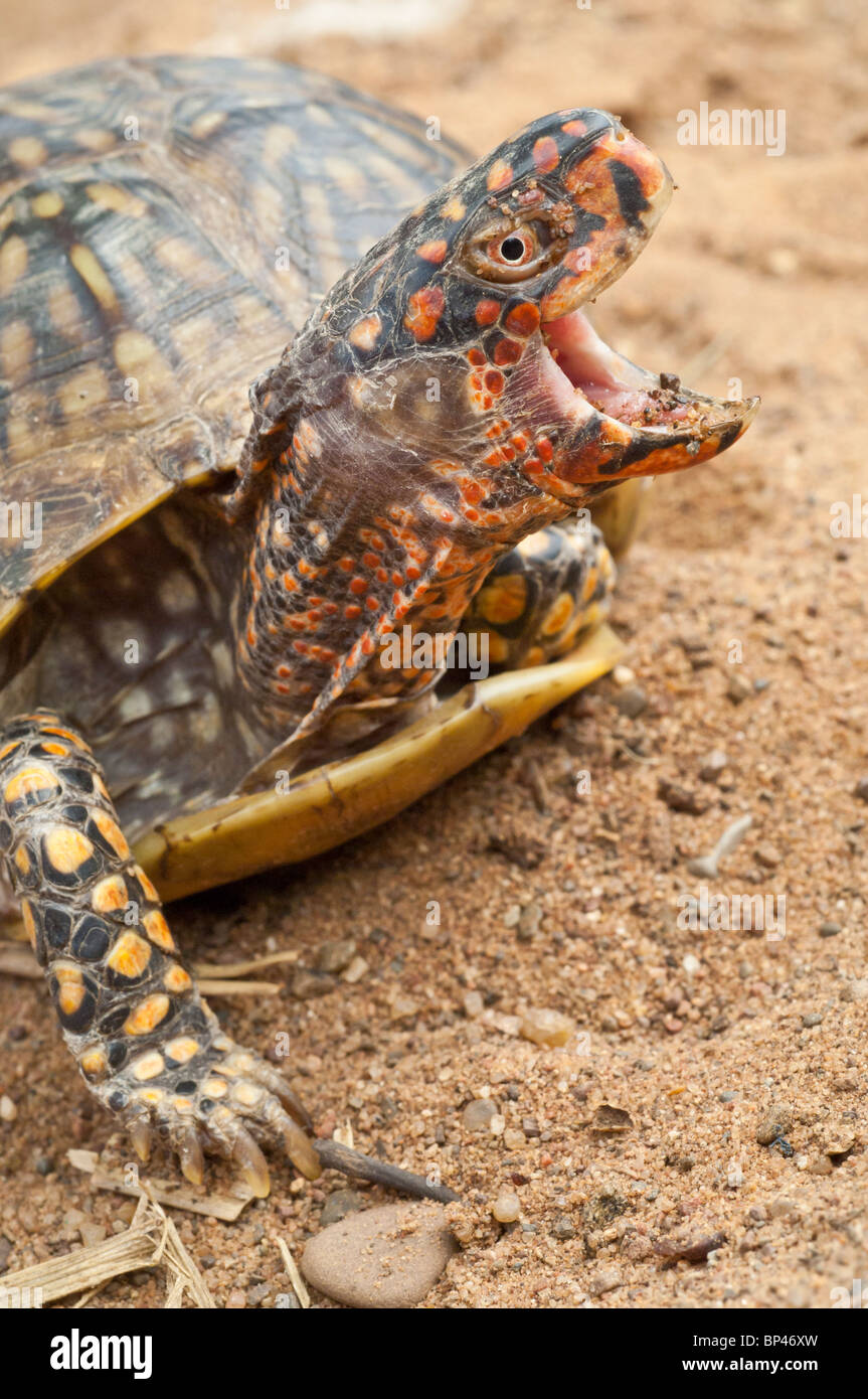 3-toed (three toed) box turtle, Terrapene carolina triunguis, native to south-central United States Stock Photo