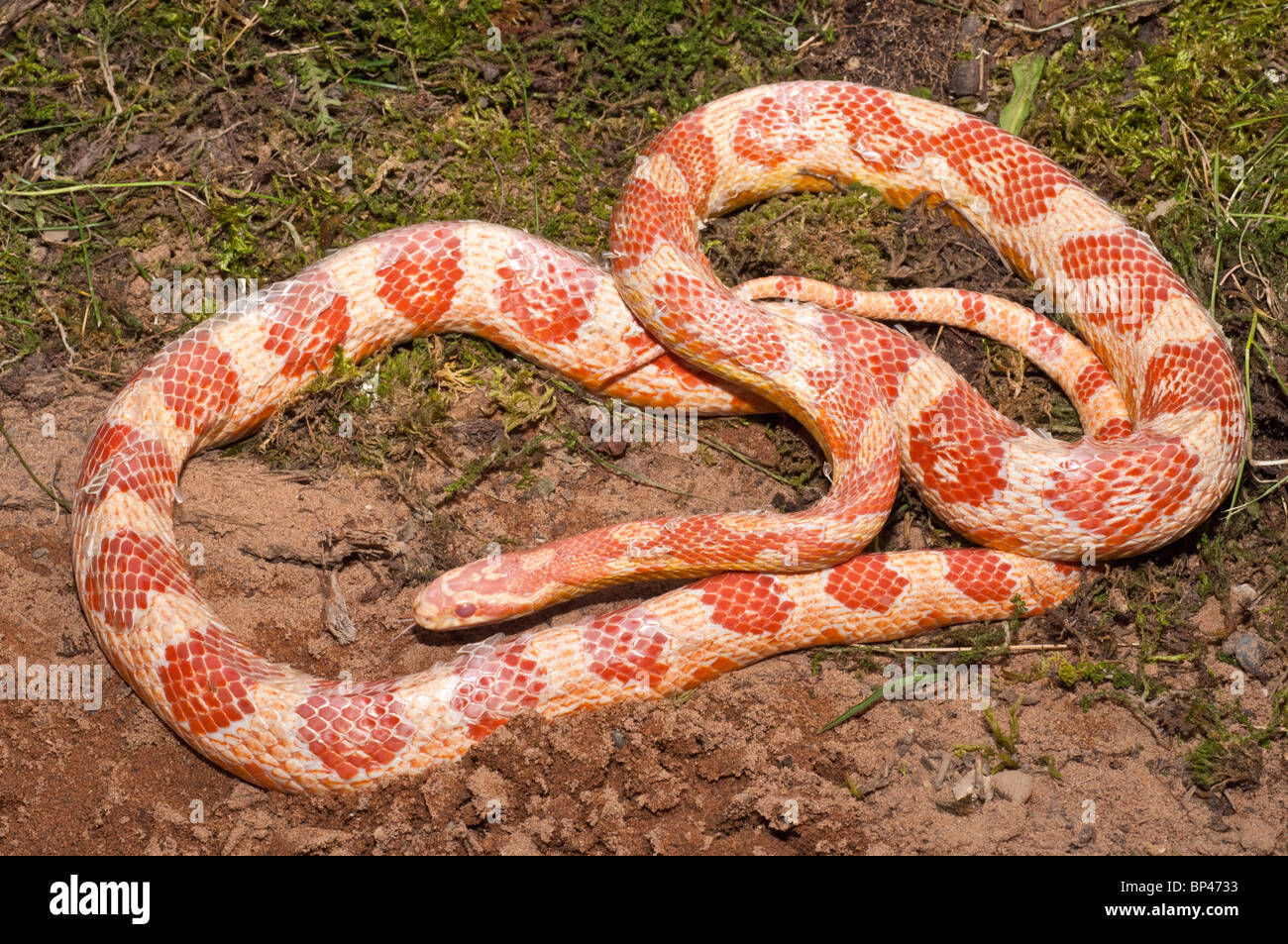 Female corn snake, red rat snake, Pantherophis guttatus, native to southeastern United States Stock Photo