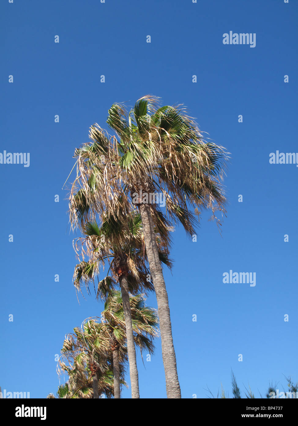 Palm tree against blue sky Stock Photo
