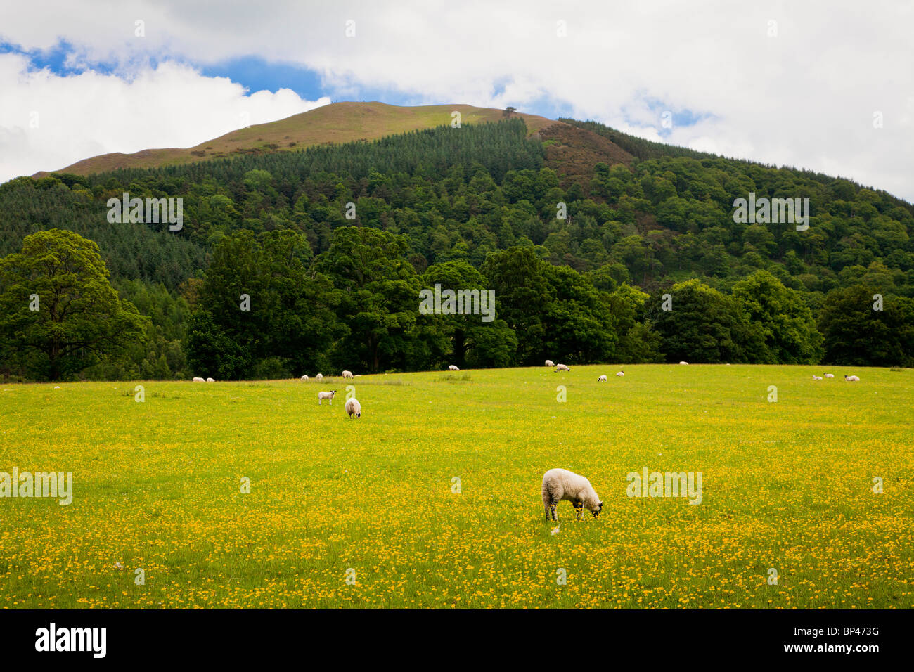 A meadow of buttercups with grazing sheep below Latrigg in the Lake District National Park, Cumbria, England, UK Stock Photo