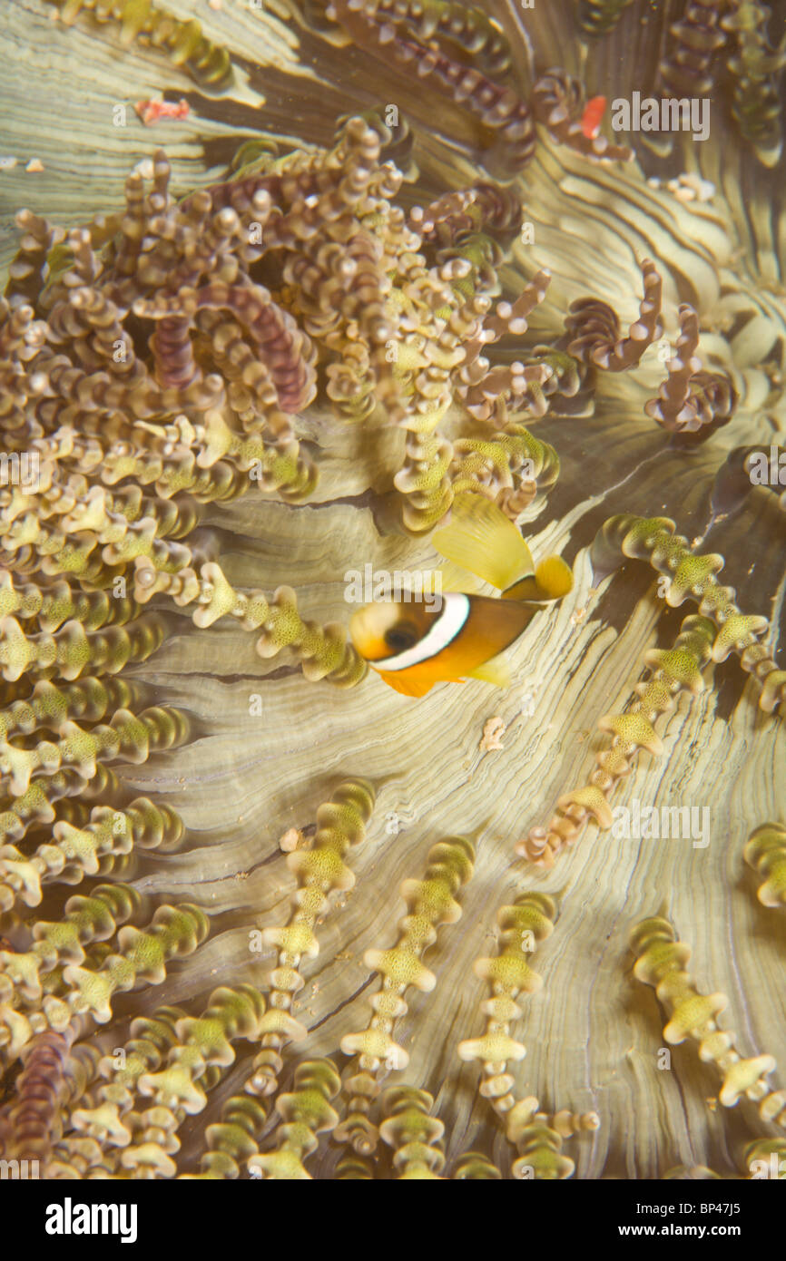Clark's Anemonefish (Amphiprion clarkii), Puerto Gallera, Philippines, SE Asia Stock Photo