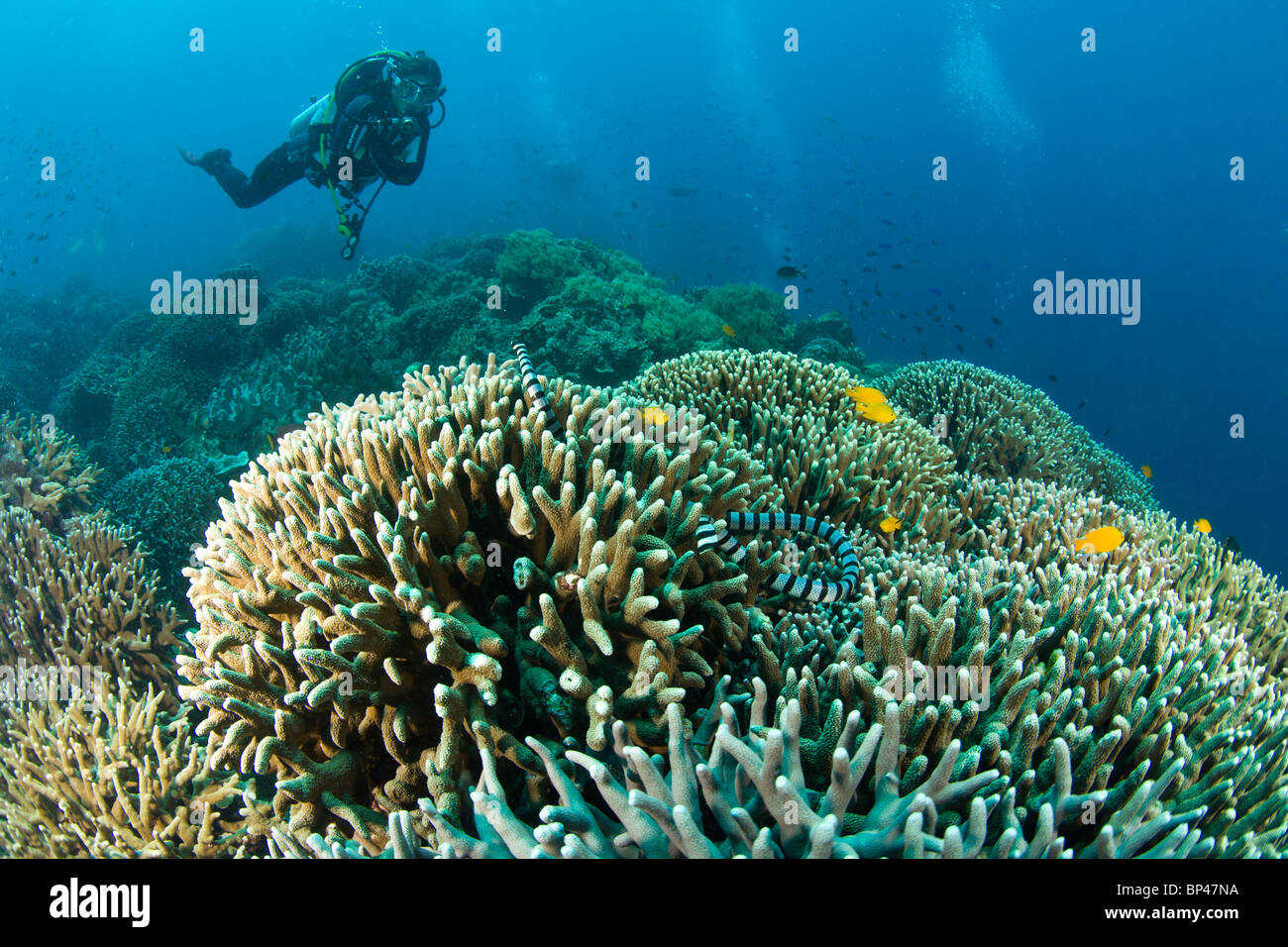 Coral Negro High Resolution Stock Photography and Images - Alamy
