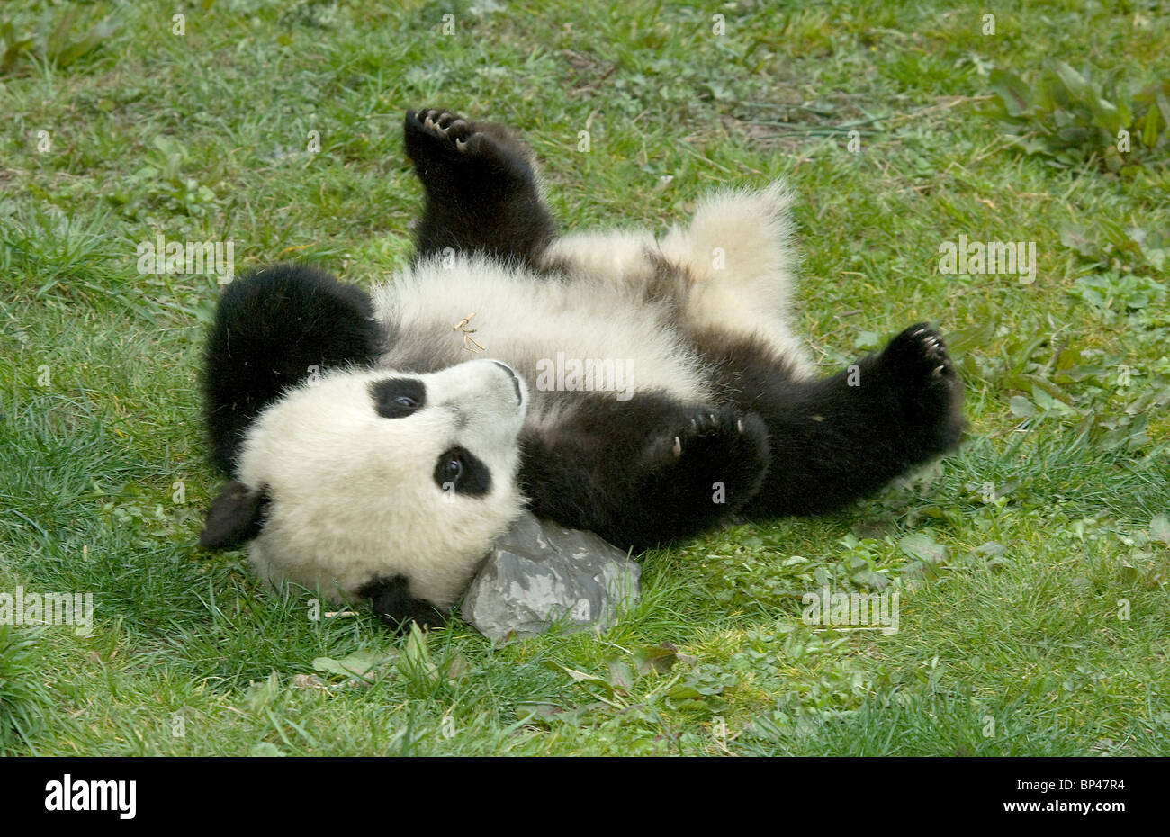 5 month old giant panda cub rolls on ground, Wolong China Stock Photo