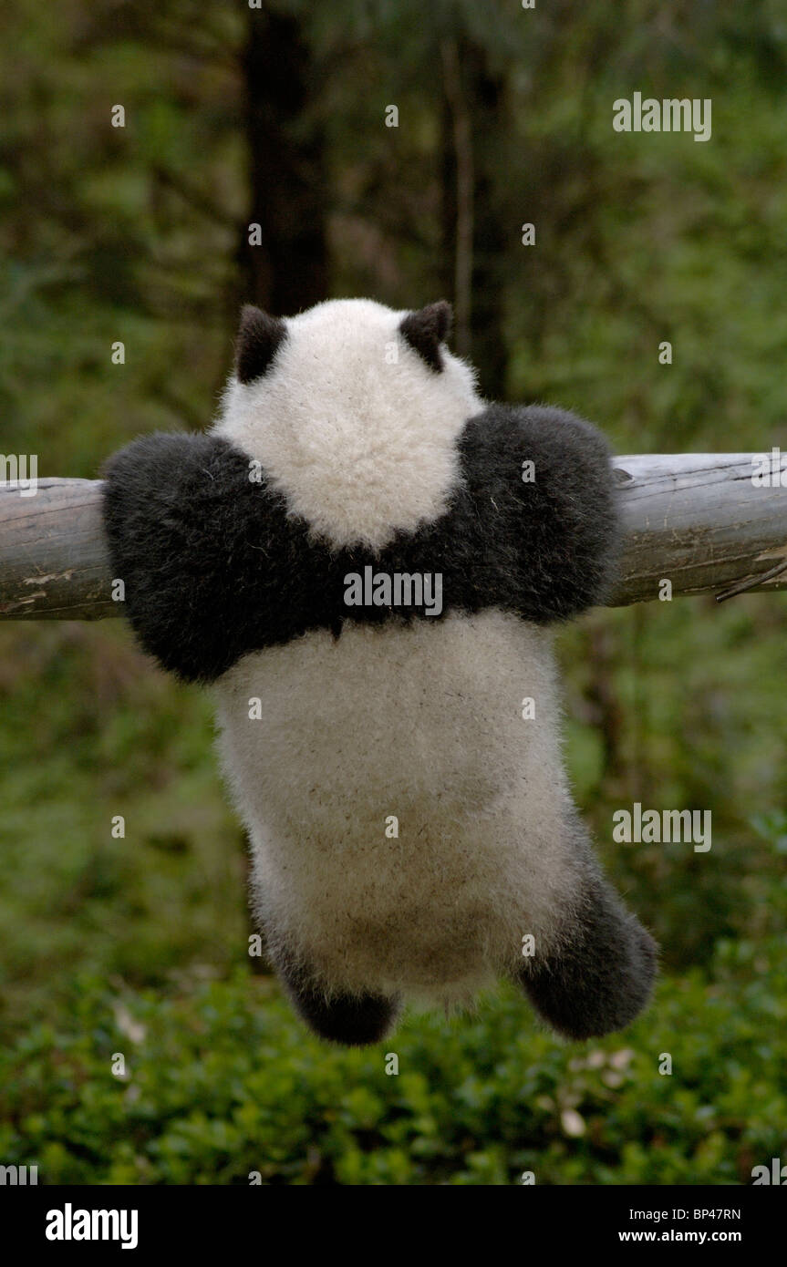 6 month old panda cub clings to trunk, Wolong, China Stock Photo