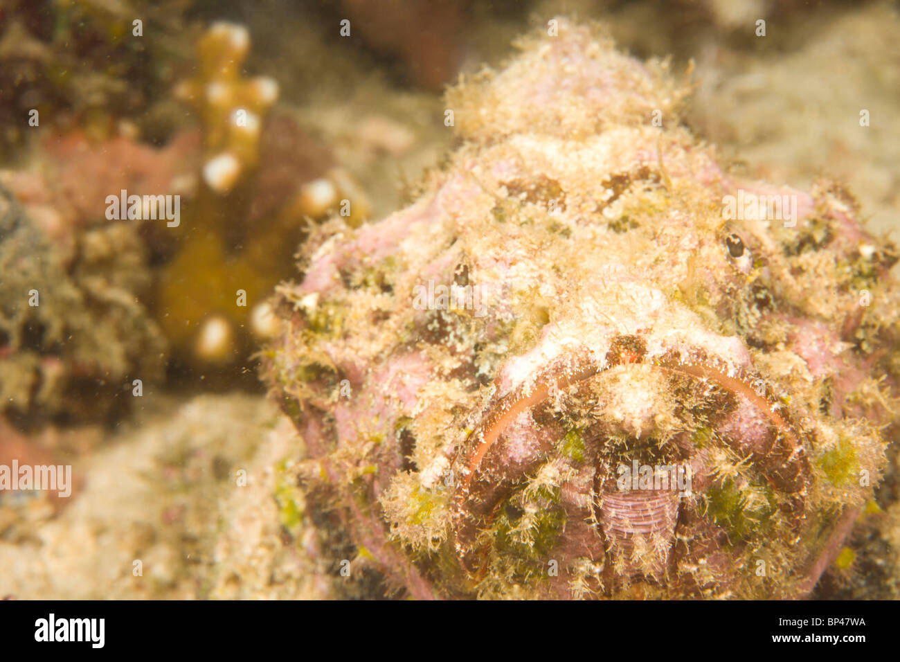 Scorpionfish (Scorpaenopsis oxycephalus), Puerto Gallera, Philippines, SE Asia Stock Photo
