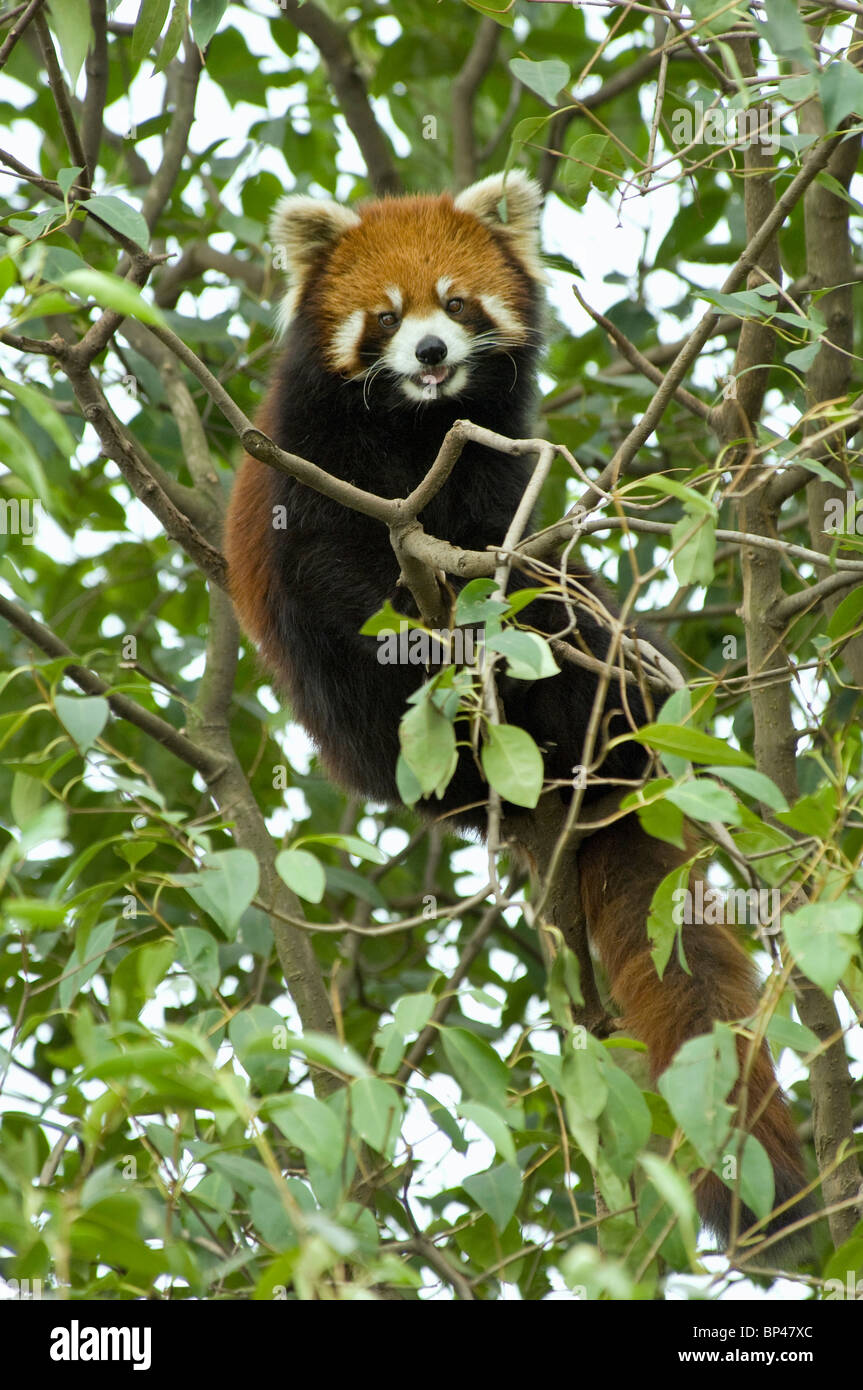 Red or lesser panda in tree Sichuan Province, China Stock Photo