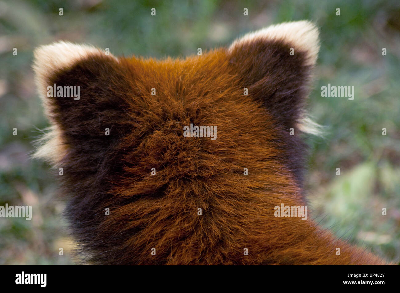 Red or lesser panda  head from behind showing pale ear tips China Stock Photo