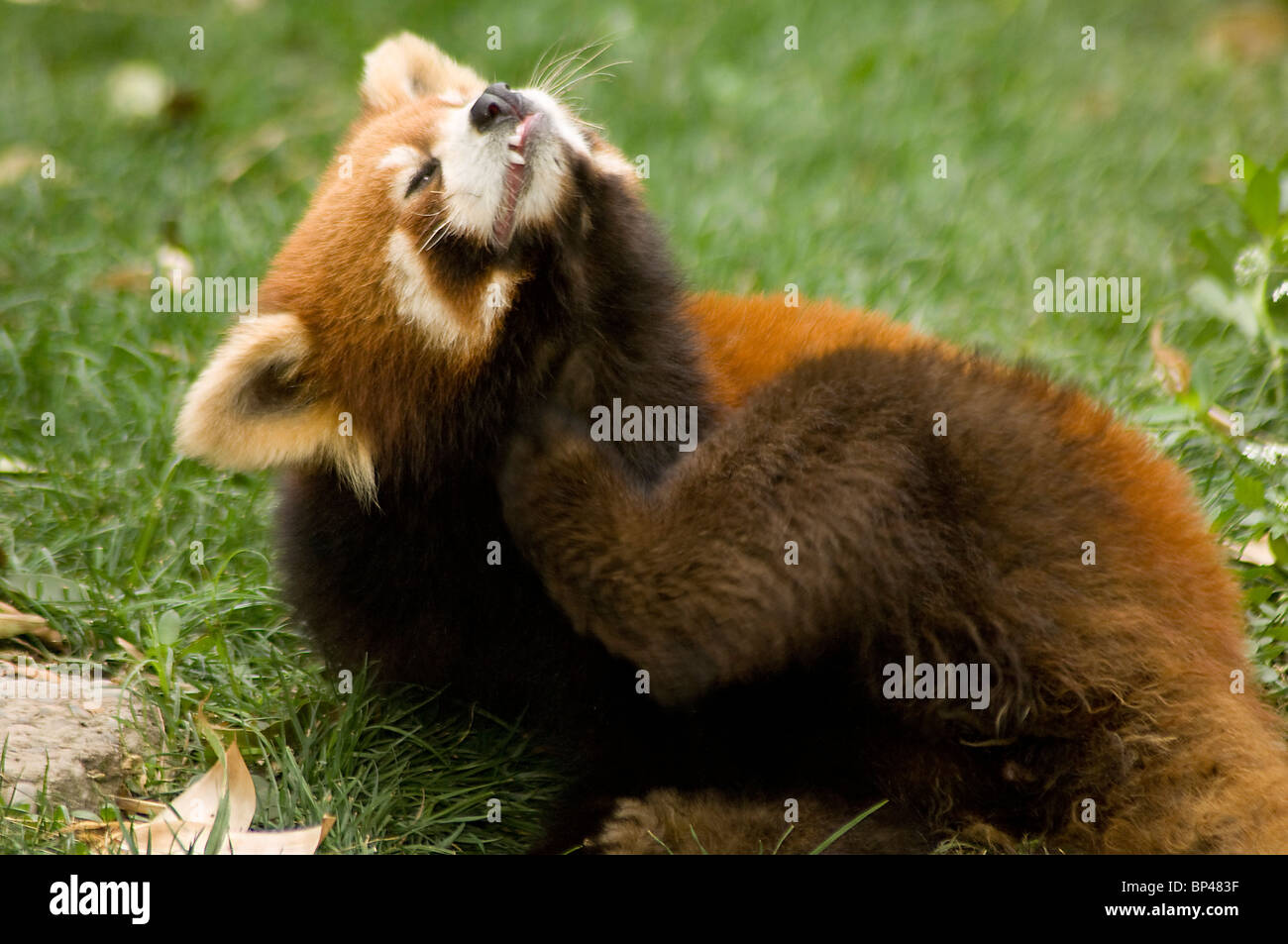 Red or lesser panda, Ailurus fulgens styani, scratching Stock Photo