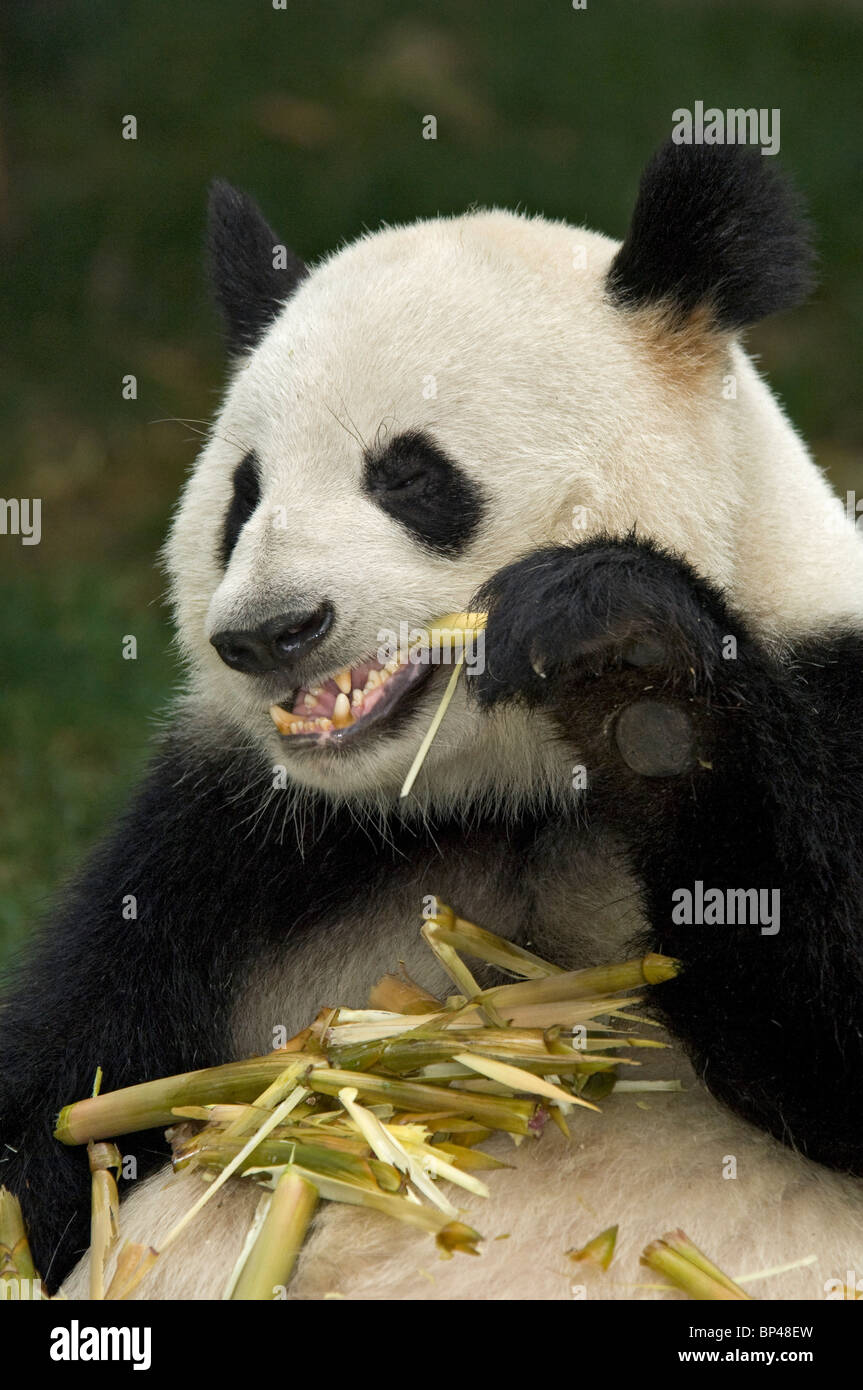 Giant panda feeding on bamboo stem Sichuan Province, China Stock Photo
