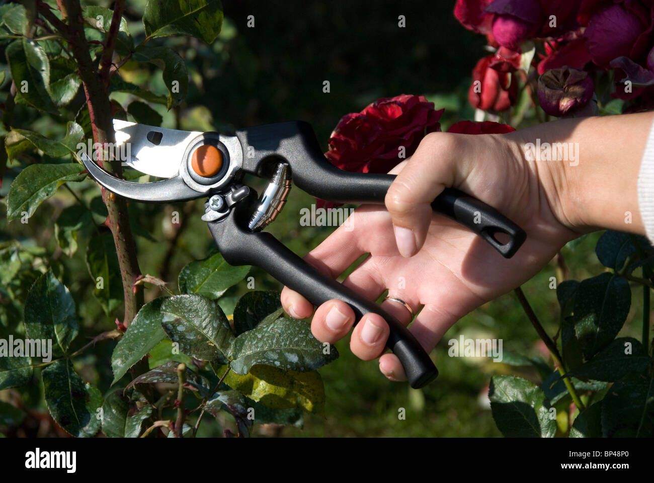 Trim rose spring hires stock photography and images Alamy