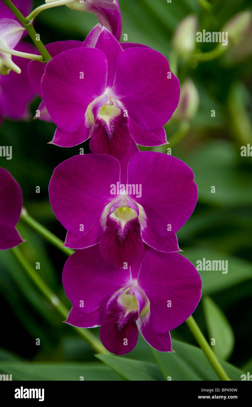 Singapore (Sanskrit for Lion City). National Orchid Garden located within the Botanic Gardens
