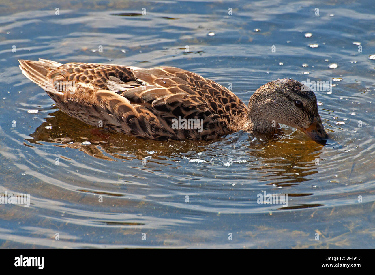 A female Mallard Duck Stock Photo