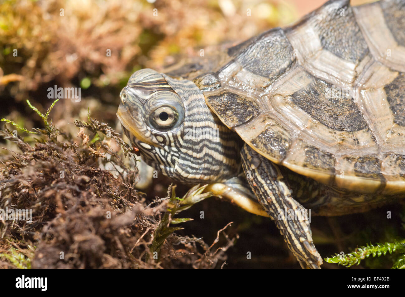 Common (northern) map turtle, Graptemys geographica, native to eastern and central United States and Canada Stock Photo