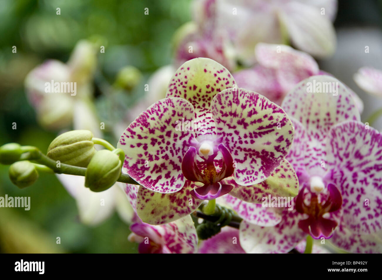 Singapore Sanskrit For Lion City National Orchid Garden Located