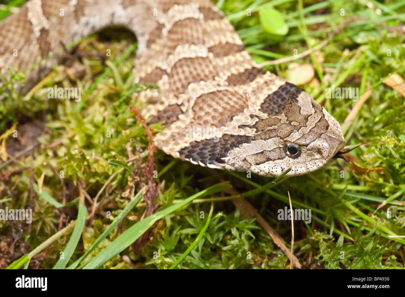 Eastern Hognose Snake - North Carolina