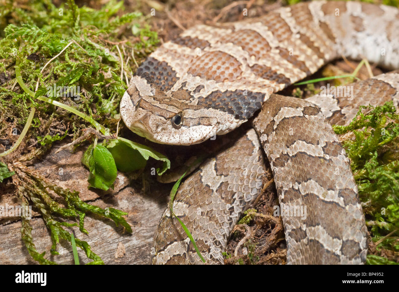 Eastern hognose snake, Heterodon platirhinos, native to eastern North ...