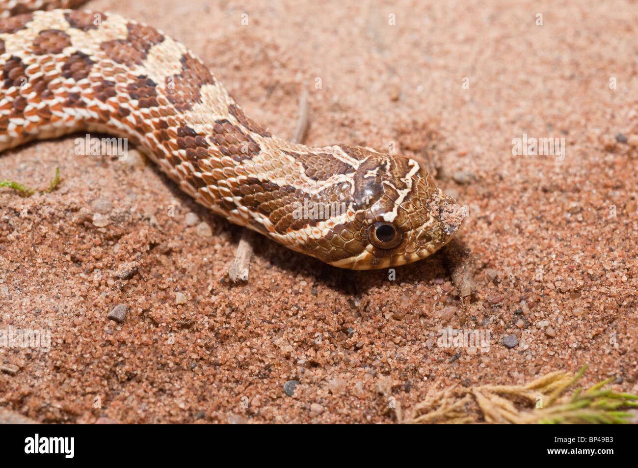 Western hognose snake, Heterodon nasicus nasicus, rearfanged Stock