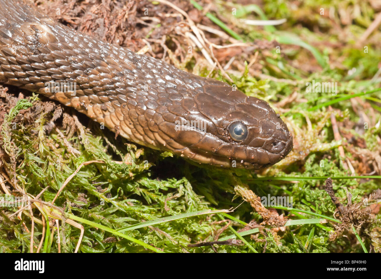 Northern water snake, Nerodia sipedon sipedon, native to North America Stock Photo