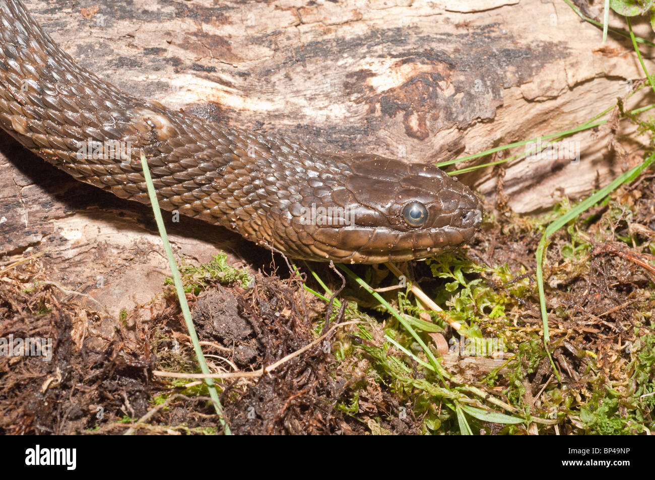 Northern water snake, Nerodia sipedon sipedon, native to North America Stock Photo