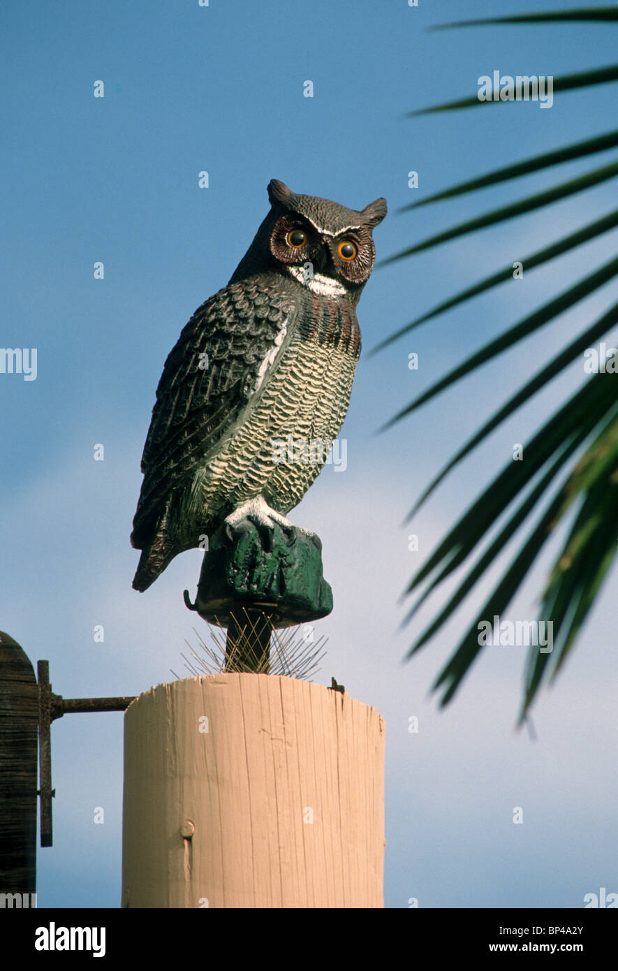 Plastic Great Horned Owl used to keep birds from landing on things. Note small spikes below owl, another deterrent for birds. Stock Photo