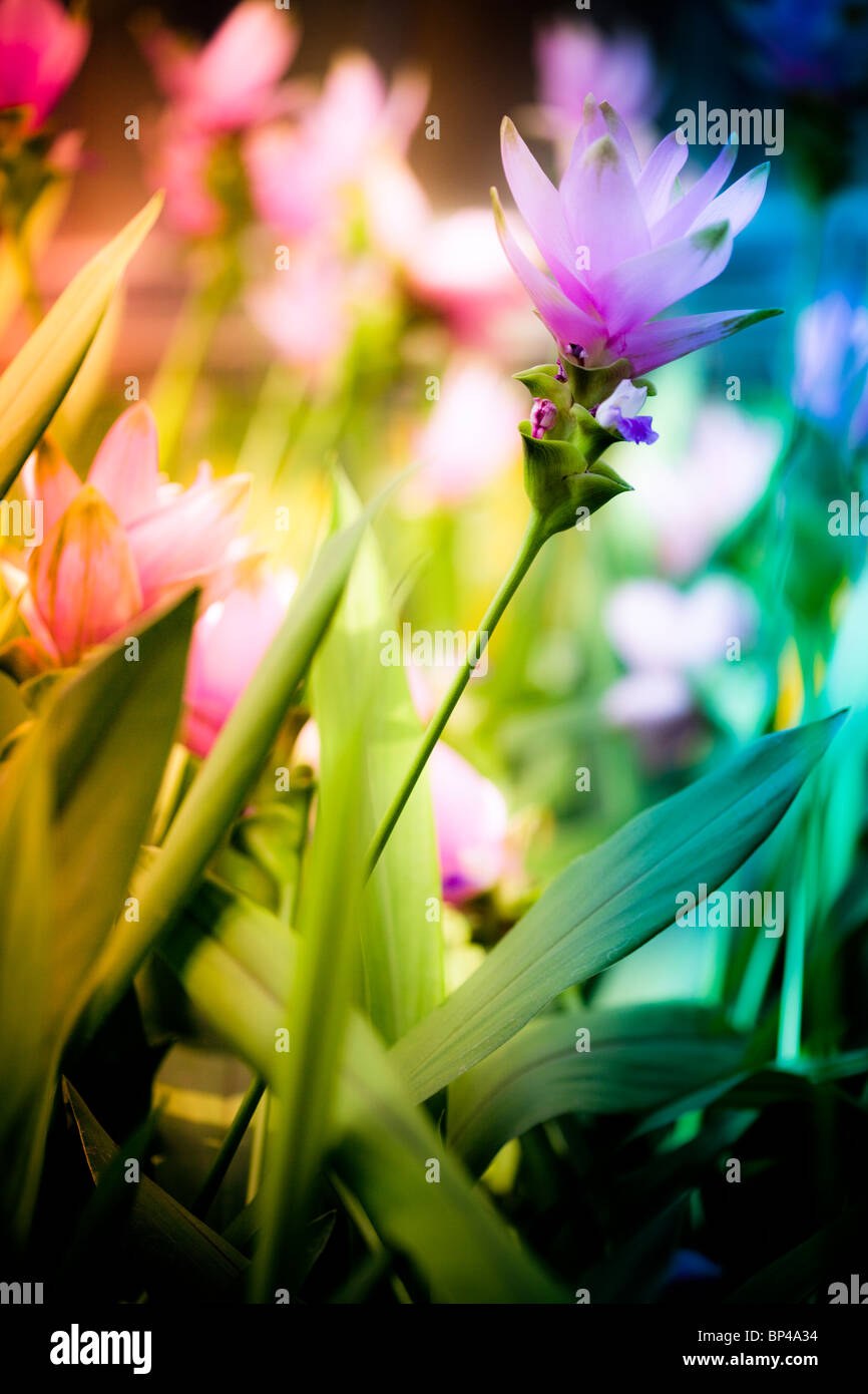 Siam Tulips (Curcuma alismatifolia) decorate the Conservatory of Longwood Gardens in Kennett Square, Pennsylvania. Stock Photo
