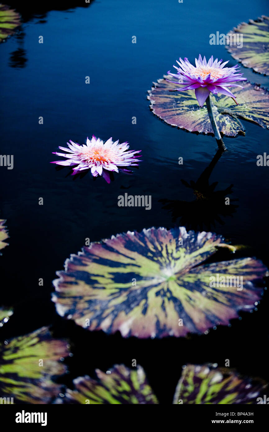 Waterlilies Hardy Waterlilies Lotuses And Giant Water - 