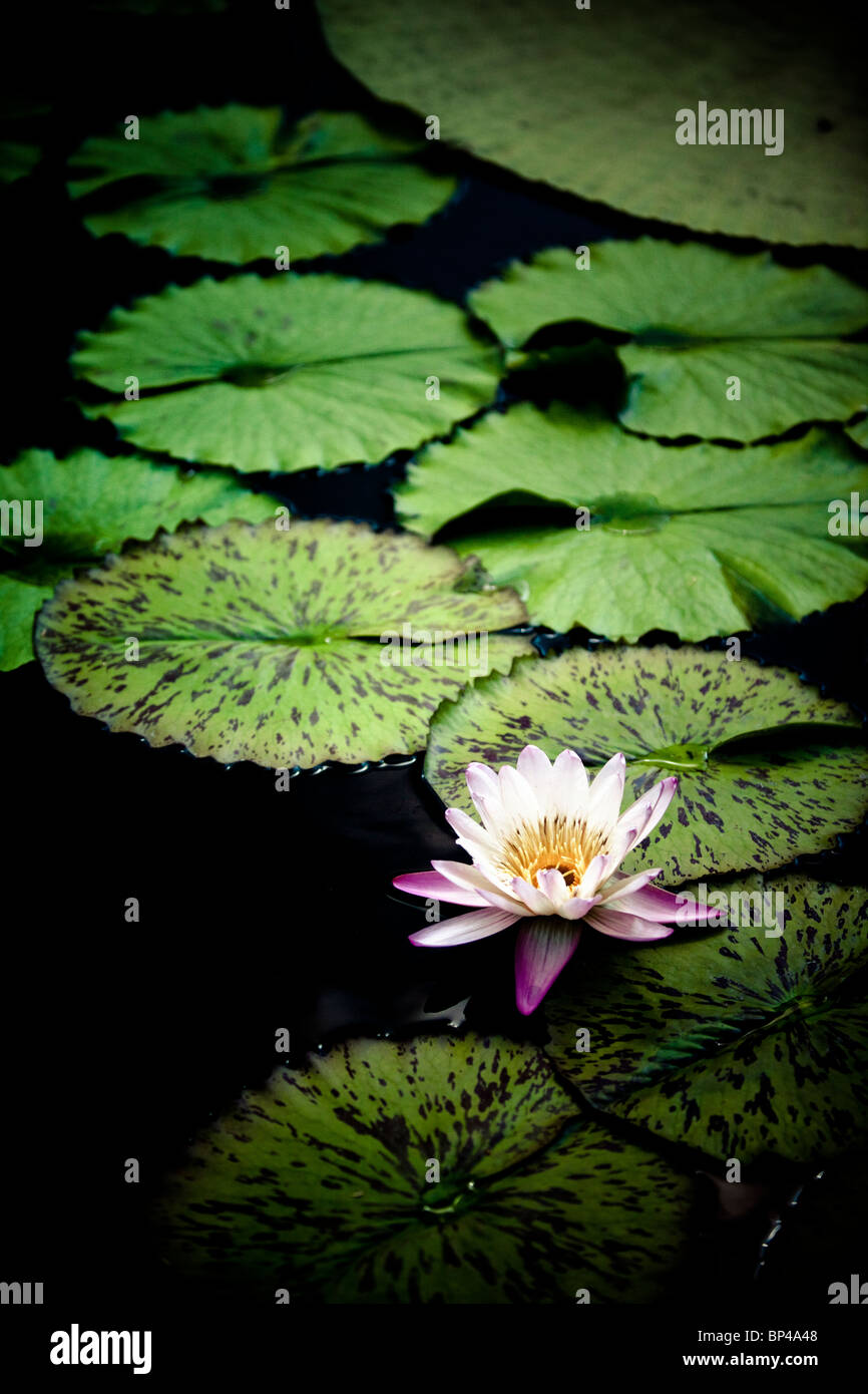 Waterlilies Hardy Waterlilies Lotuses And Giant Water - 