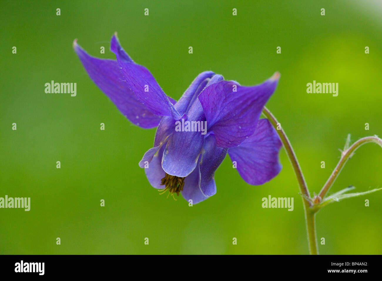 Columbine, Aquilegia vulgaris, flower. Stock Photo