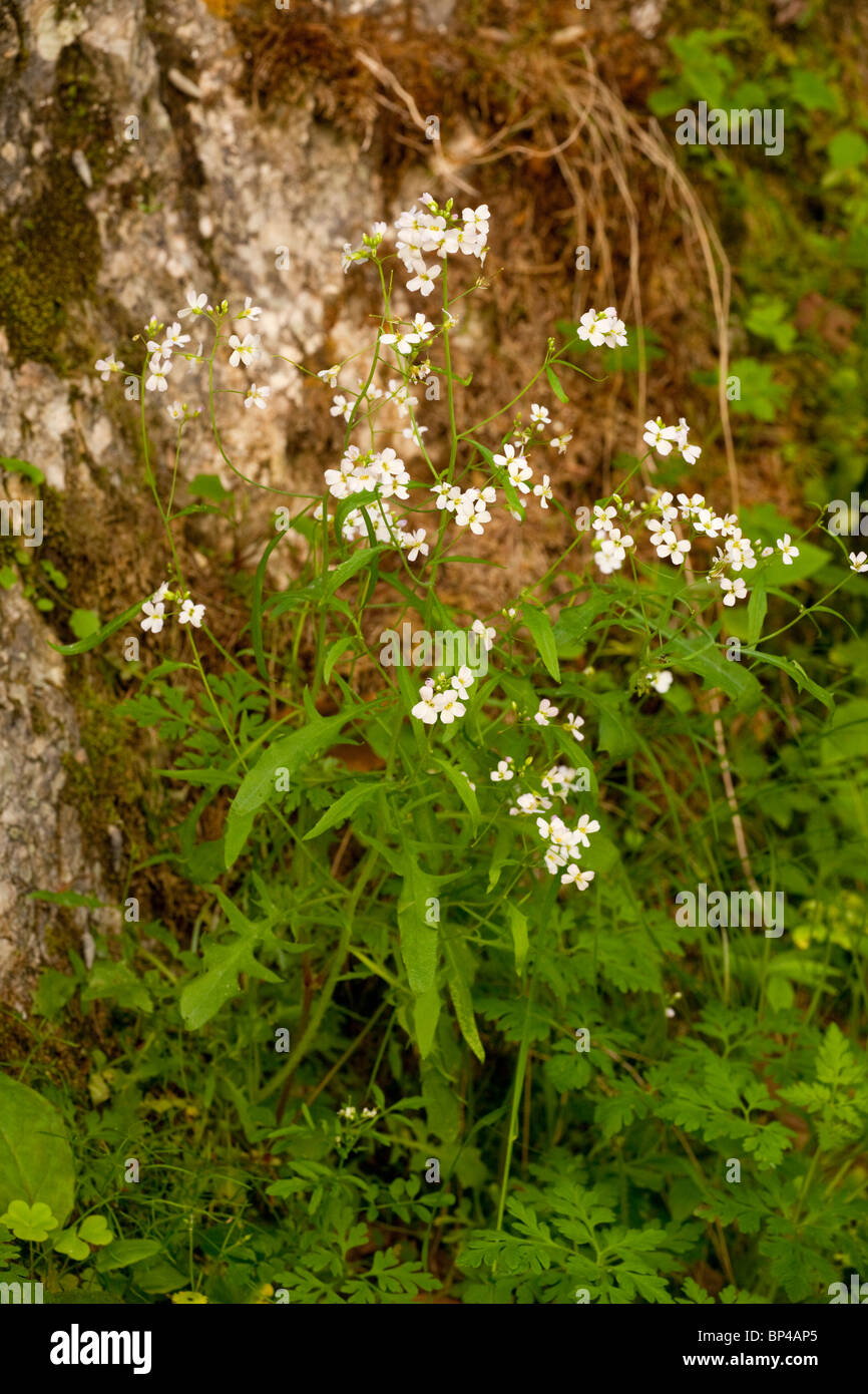 Tall Rock-cress Cardaminopsis arenosa, Romania. Stock Photo