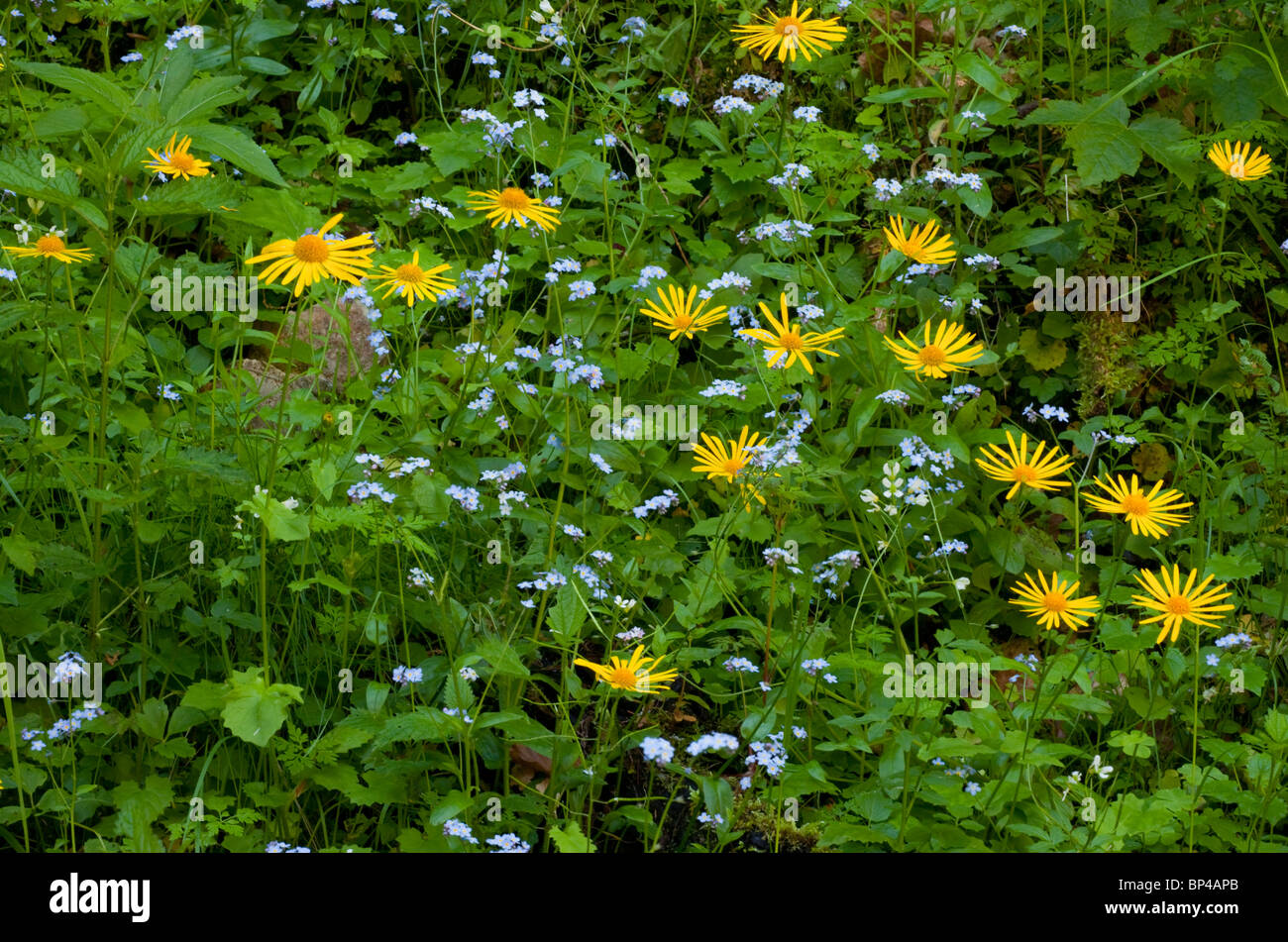 A leopard’s bane Doronicum orientale, with Wood Forget-me-not; Zarnest Gorge, Romania. Stock Photo