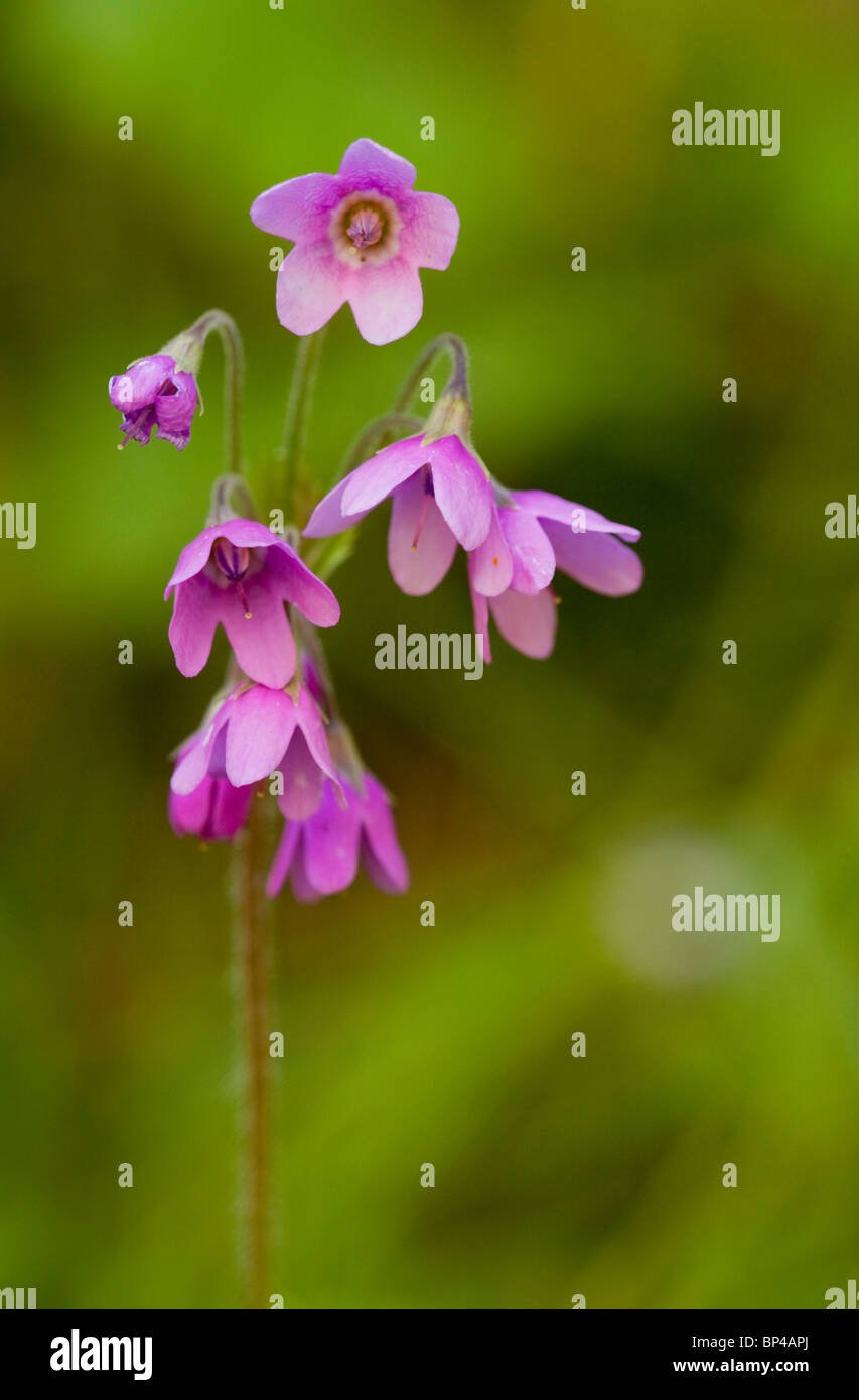 Alpine bells Cortusa matthiola in flower, Romania. Stock Photo