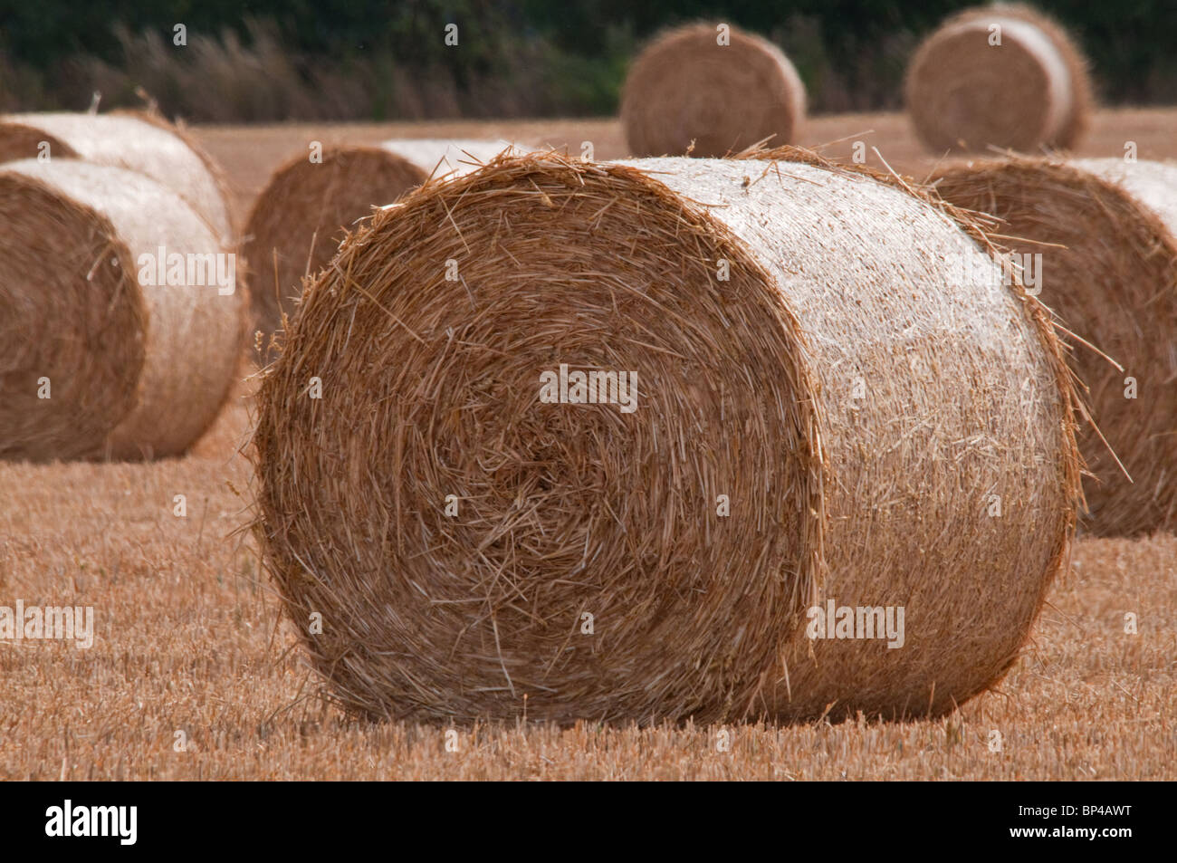 Bales of Straw Stock Photo Alamy