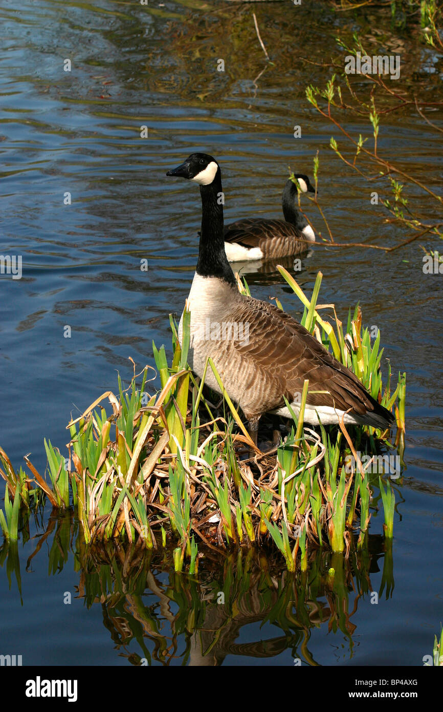 UK, England, Cheshire, Stockport, urban wildlife, Canada Goose, Branta canadensis, nesting on Edgeley Reservoir Stock Photo