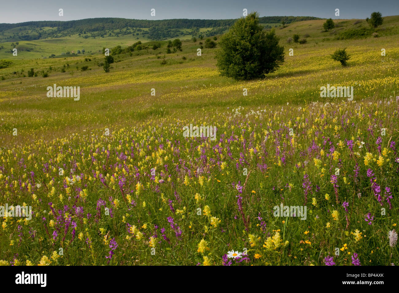 Intensely flowery extensive grasslands around the Saxon village of Viscri, Transylvanian Romania. Stock Photo