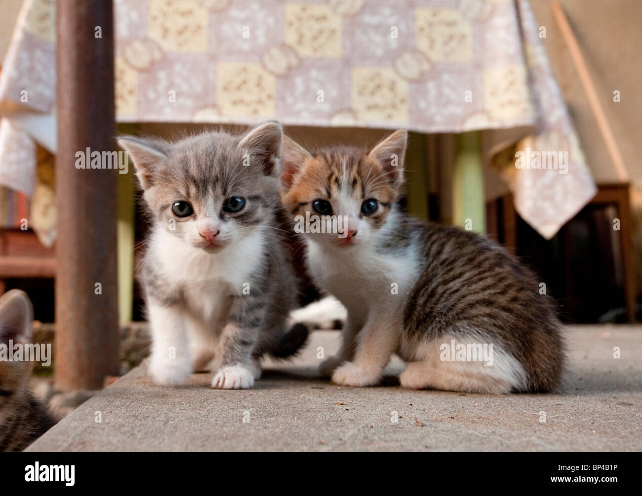 Kittens playing in saxon village courtyard, Romania. Stock Photo