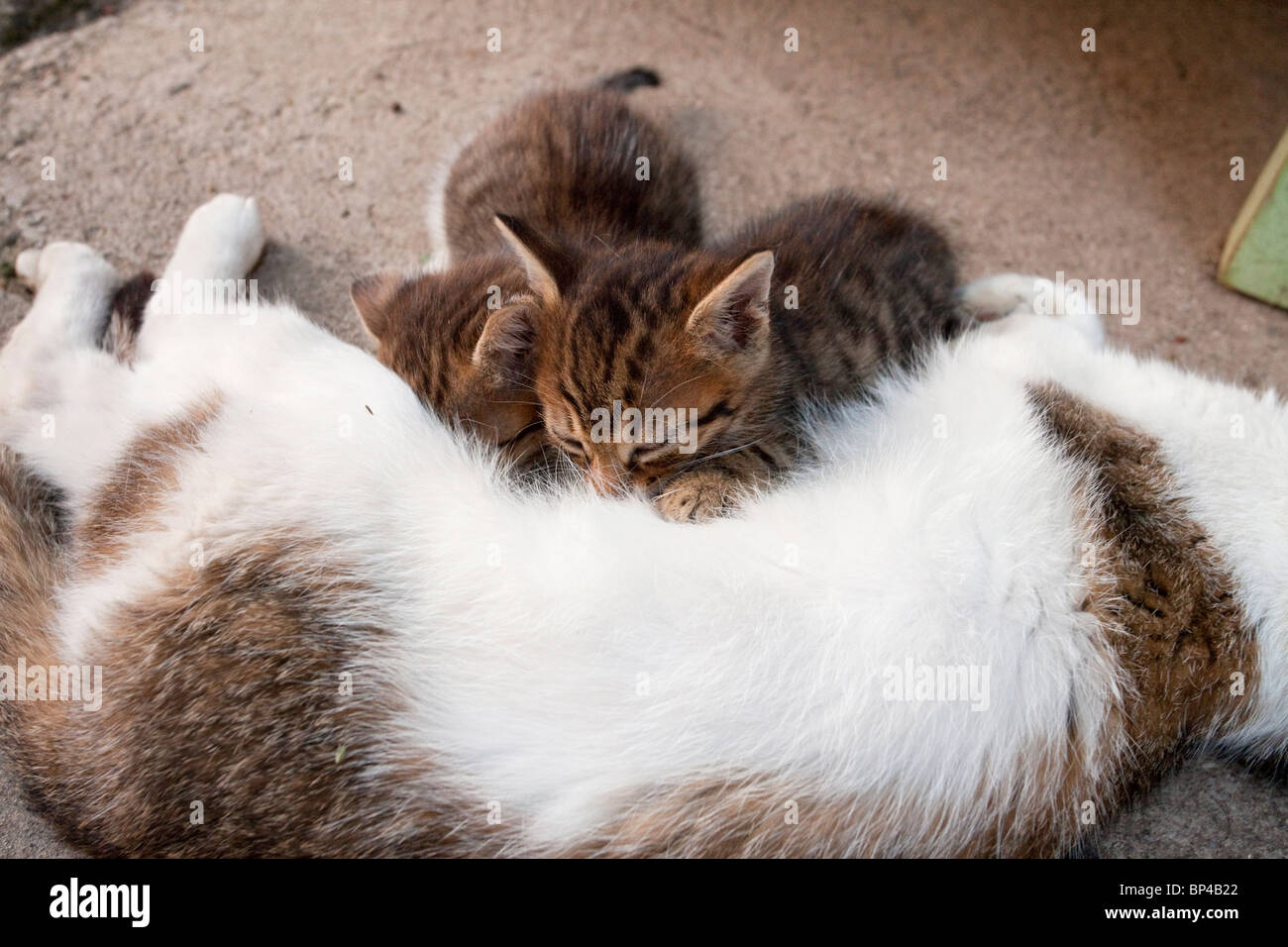 Kittens suckling, in saxon village courtyard, Romania. Stock Photo