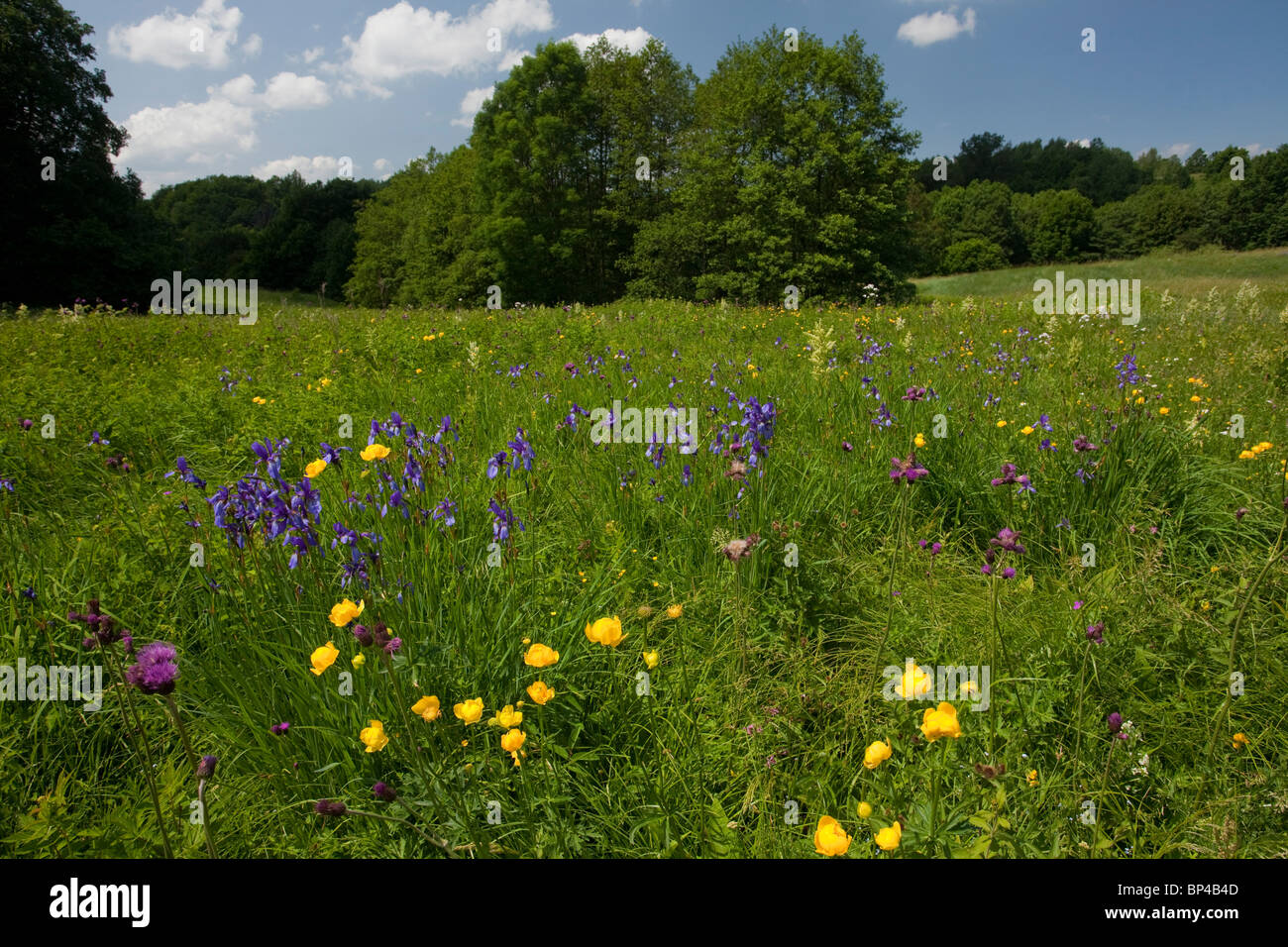 Damp flowery field with Iris sibirica, Globe Flower, thistles etc above