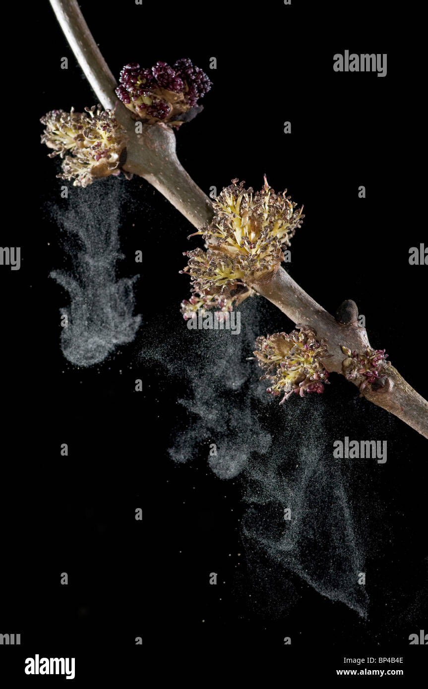 Common Ash Tree; Fraxinus excelsior. Flowers shedding pollen in wind