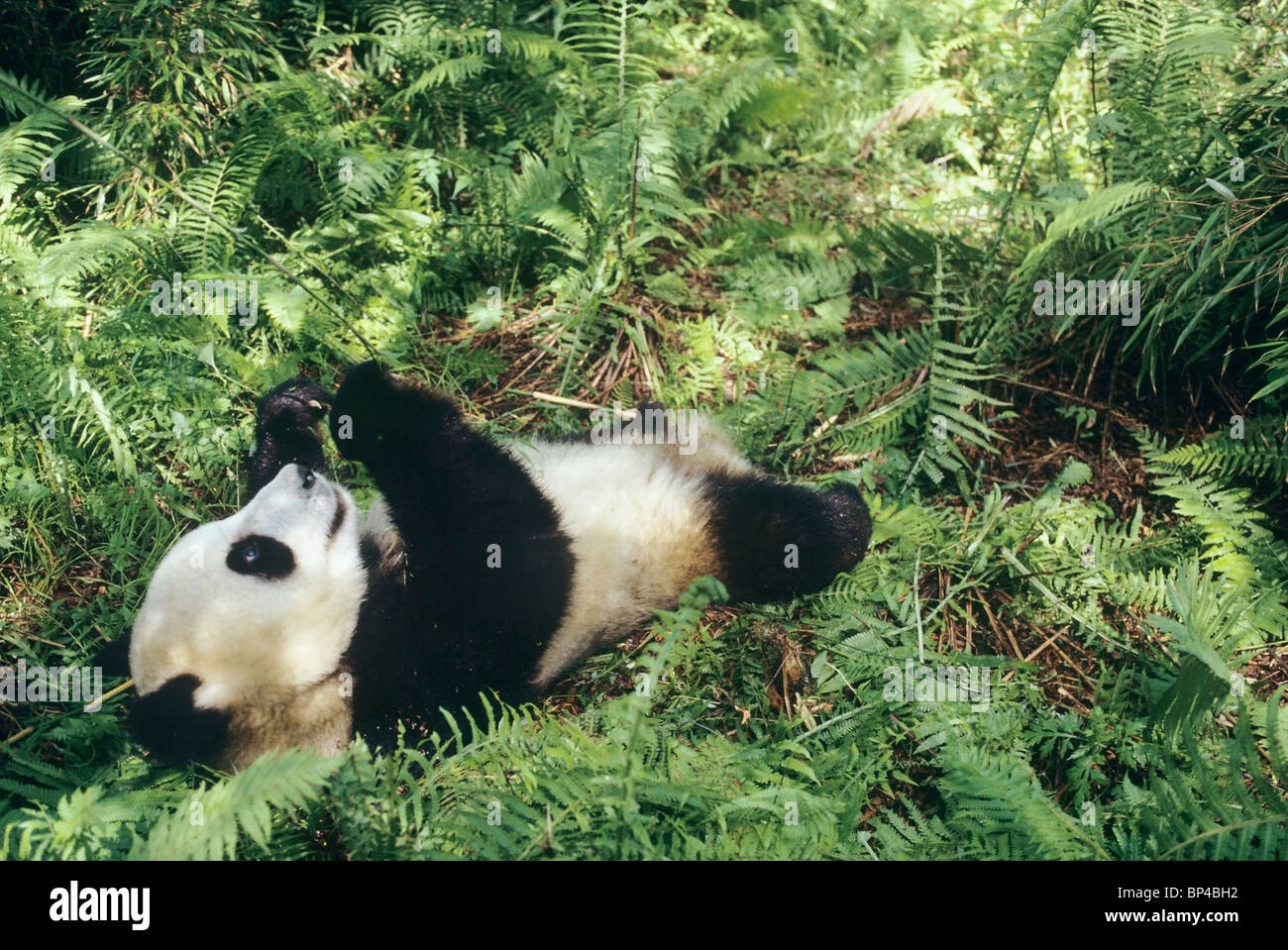 Young giant panda lying down among ferns playing with bamboo, Wolong China Stock Photo