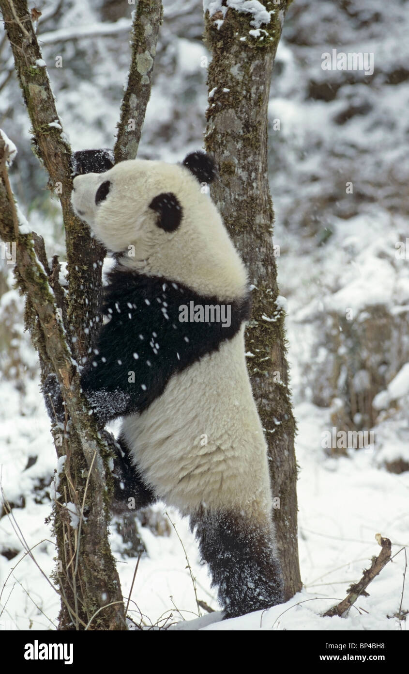 Giant panda about to climb tree in winter, Wolong, China Stock Photo