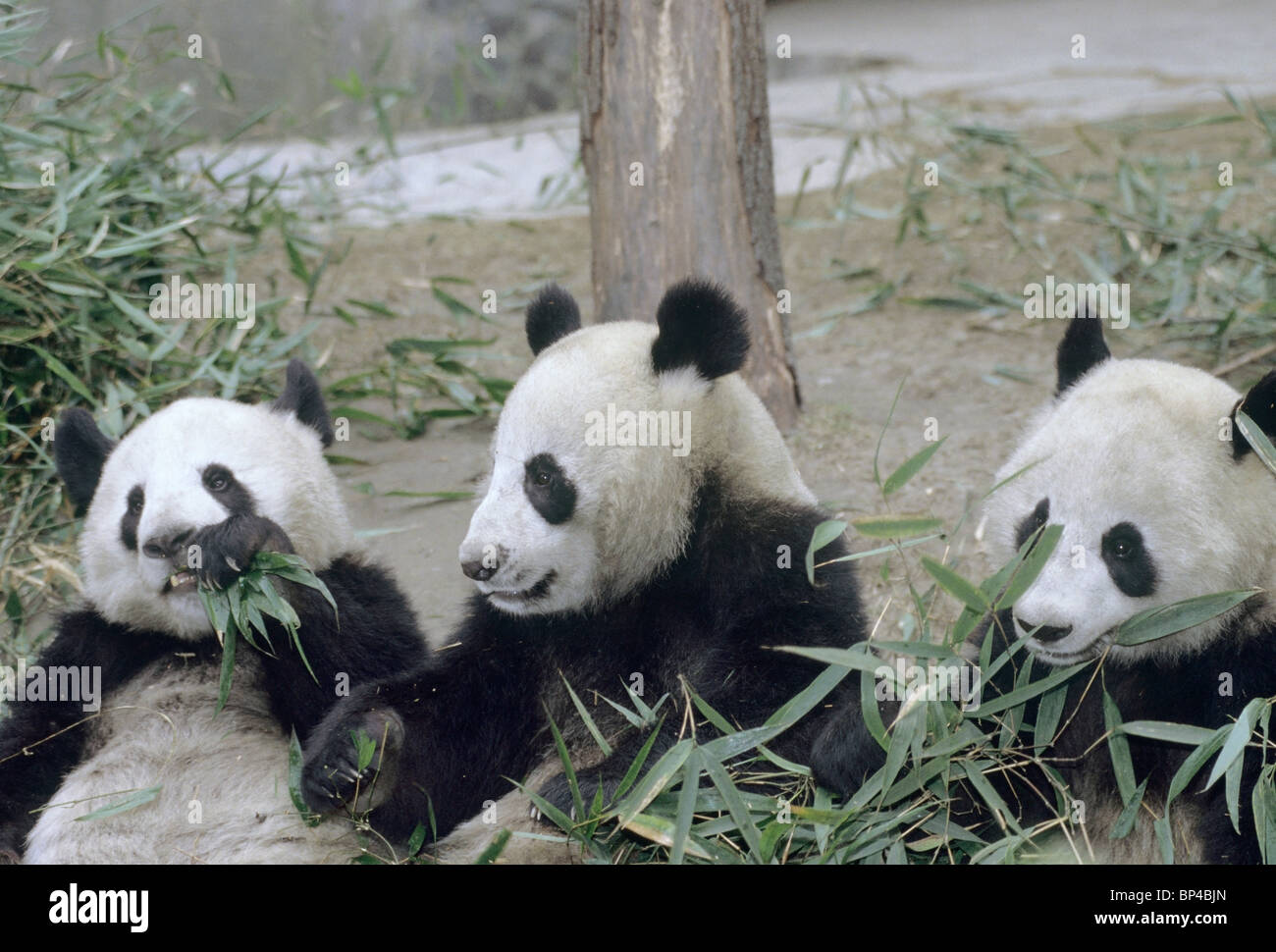 3 captive bred pandas feed on bamboo at Wolong Breeding Centre China Stock Photo