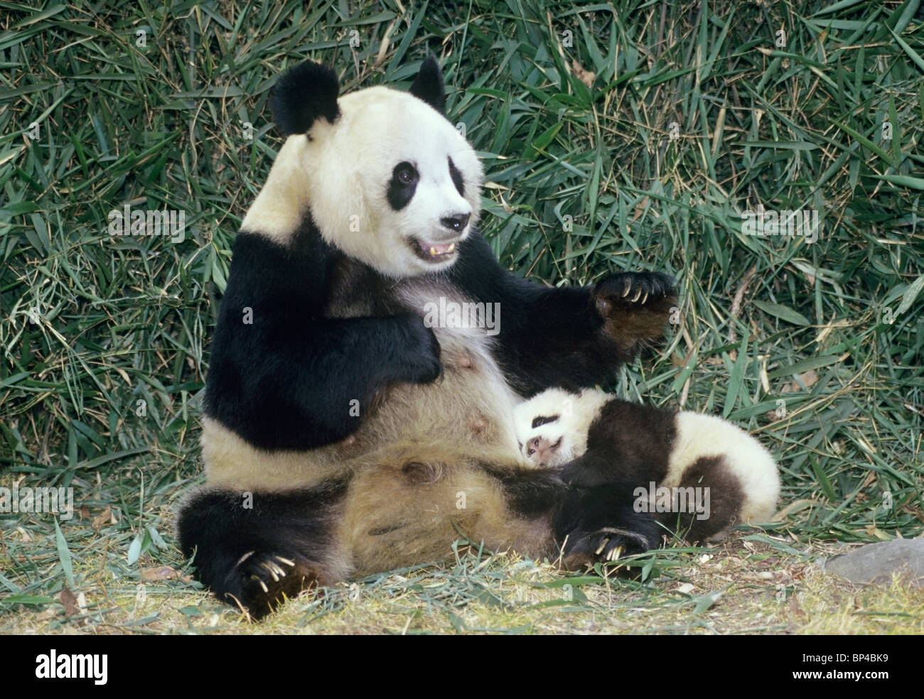 Giant panda mother with 5-month-old baby, Wolong, China Stock Photo