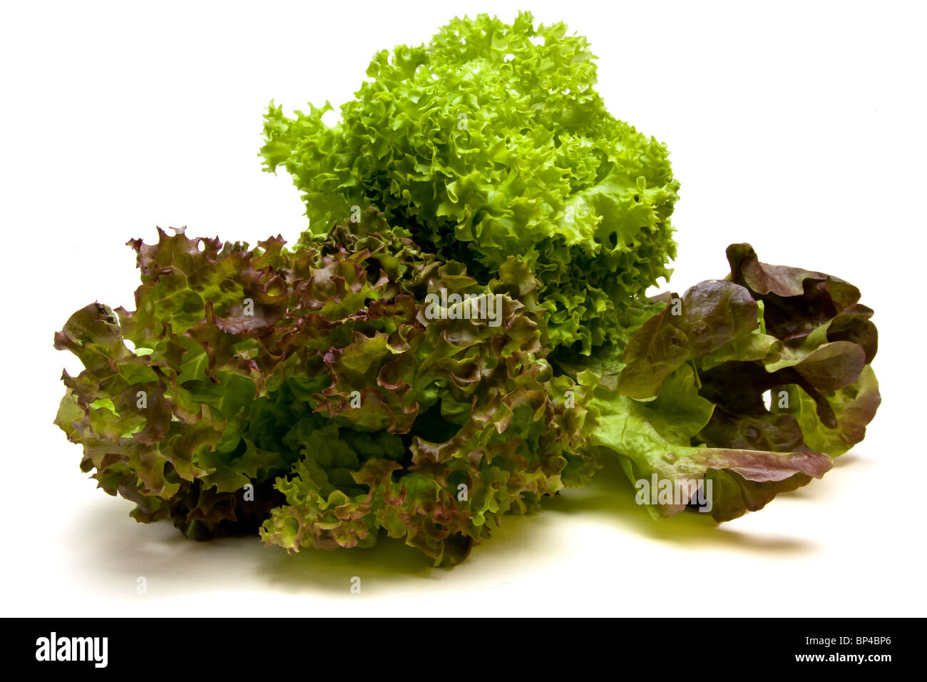 Vibrant Three headed Lettuce known as gourmet medley consisting of