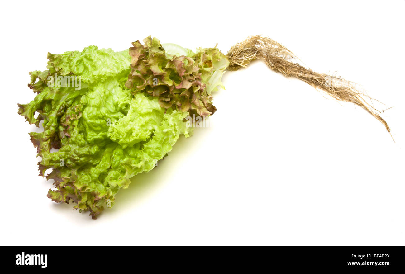 Vibrant red tipped green live lettuce with roots of the Lollo Rosso variety isolated against white. Stock Photo