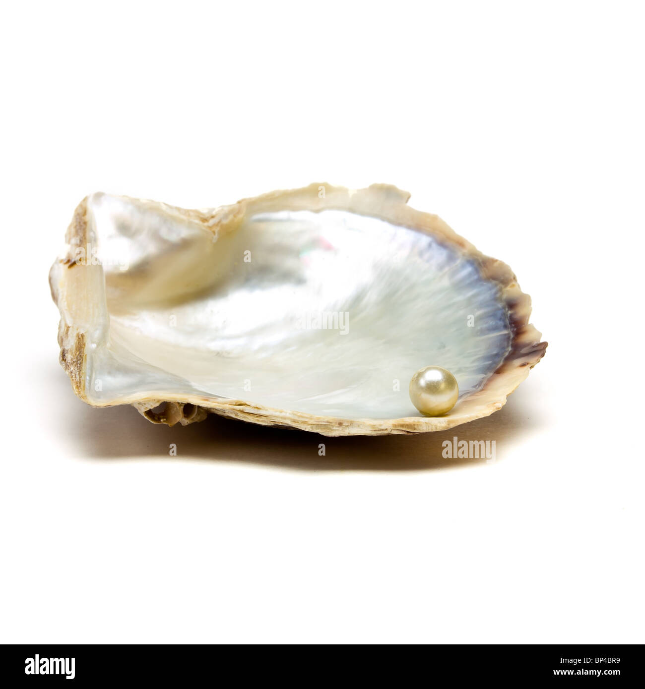 Pearl resting on open oyster shell to depict wealth concept isolated against white. Stock Photo