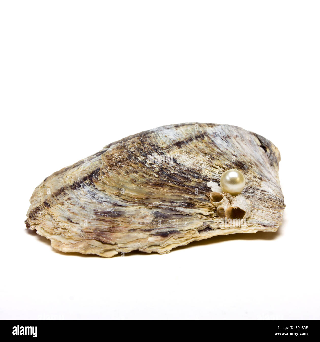 Open oyster with pearl hires stock photography and images Alamy